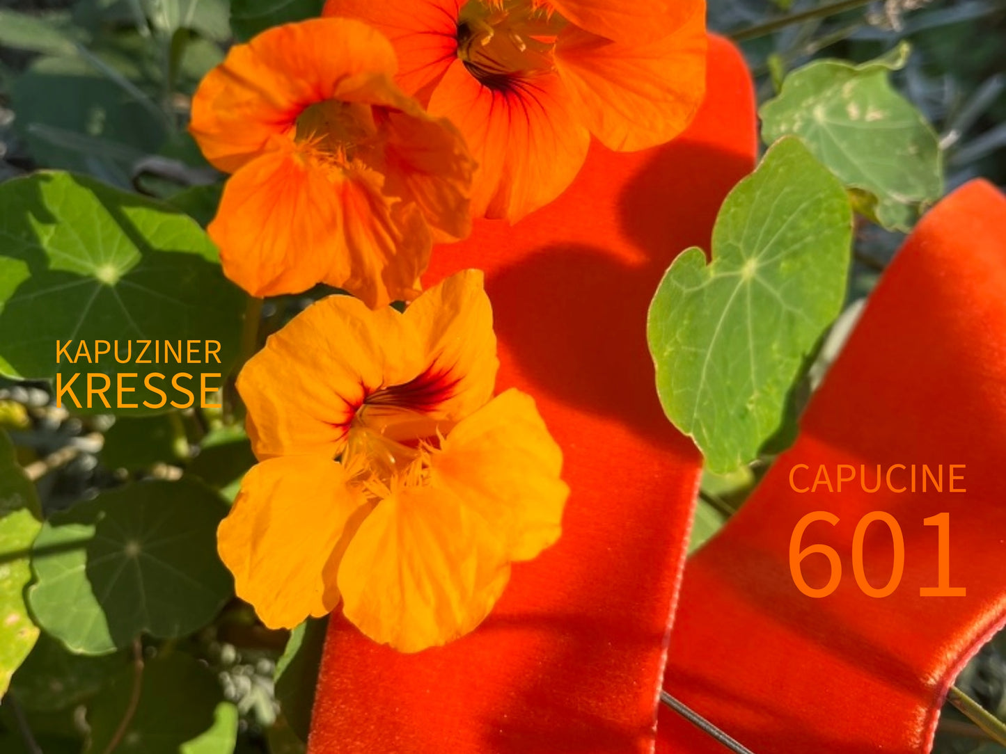 Samtgürtel mit perfekter Schleife, 4 Orangetöne mit zart schimmernder Farbtiefe in 3 Breiten. Schadstofffrei.
