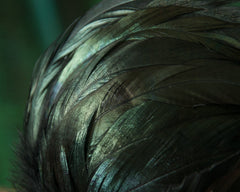 FASCINATOR - HEADPIECE WITH GREEN SHIMMERING BLACK FEATHERS © Seegang Berlin